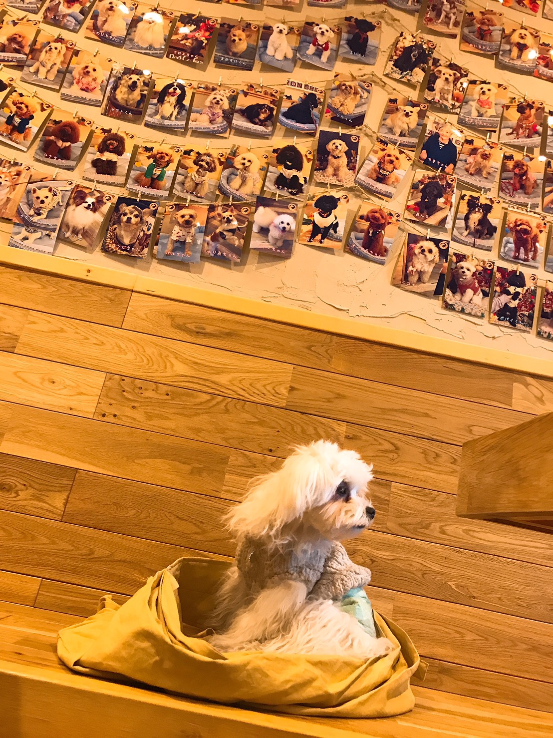 ドッグカフェ巡り シャロンシェリー 千葉県松戸市 Cafedoggy Com