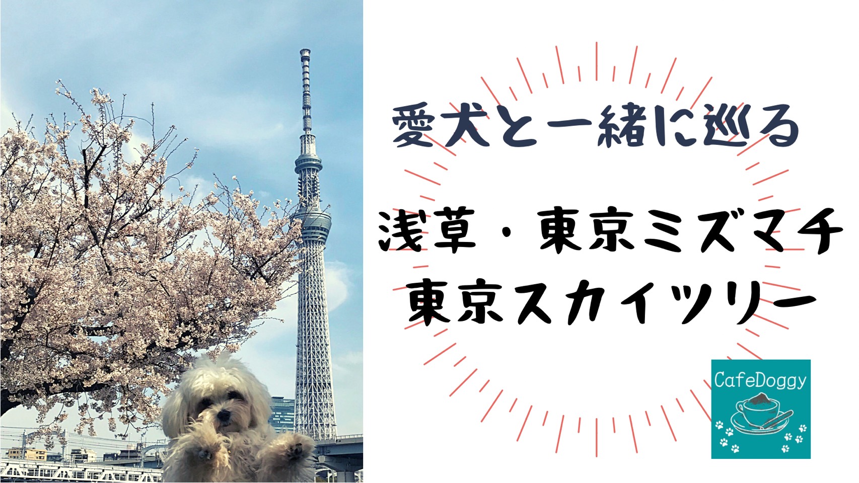 21年版 愛犬と一緒に巡る 浅草 東京ミズマチ 東京スカイツリー Cafedoggy Com